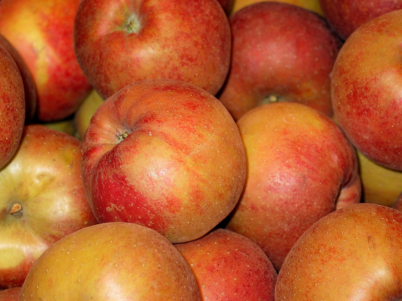 chalkboard apple apple boskoop free photo