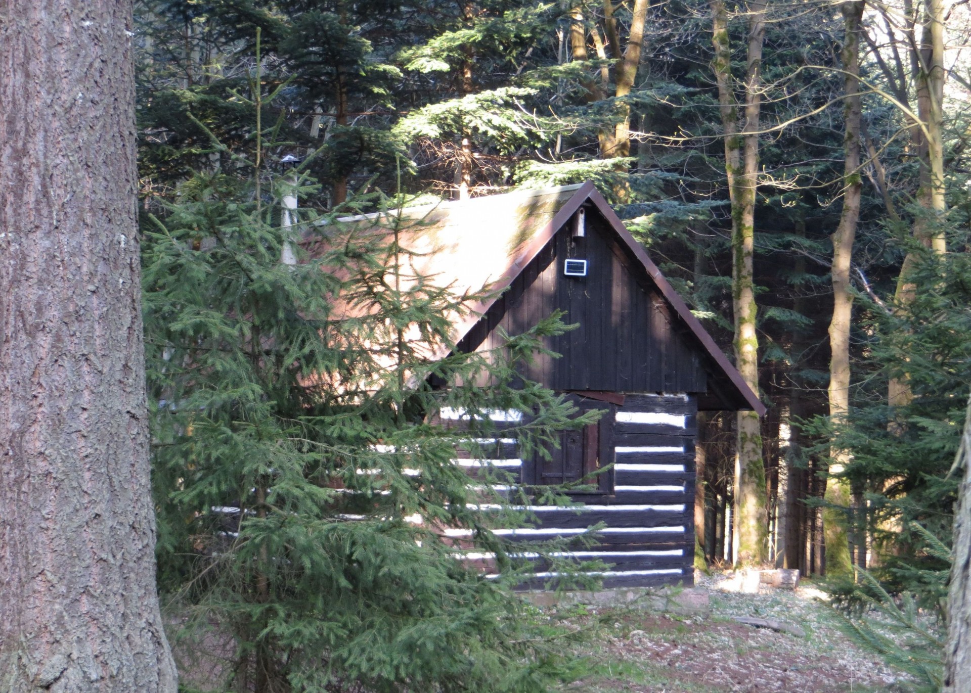 forest cottage cabin in the woods free photo