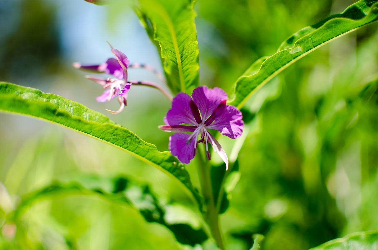 chamaenerion angustifolium  nature  fireweed free photo