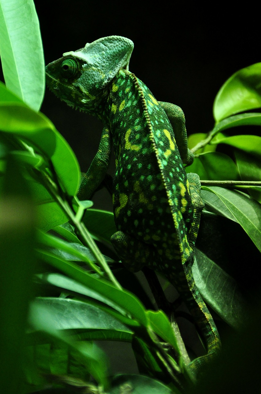chameleon reptile animal free photo