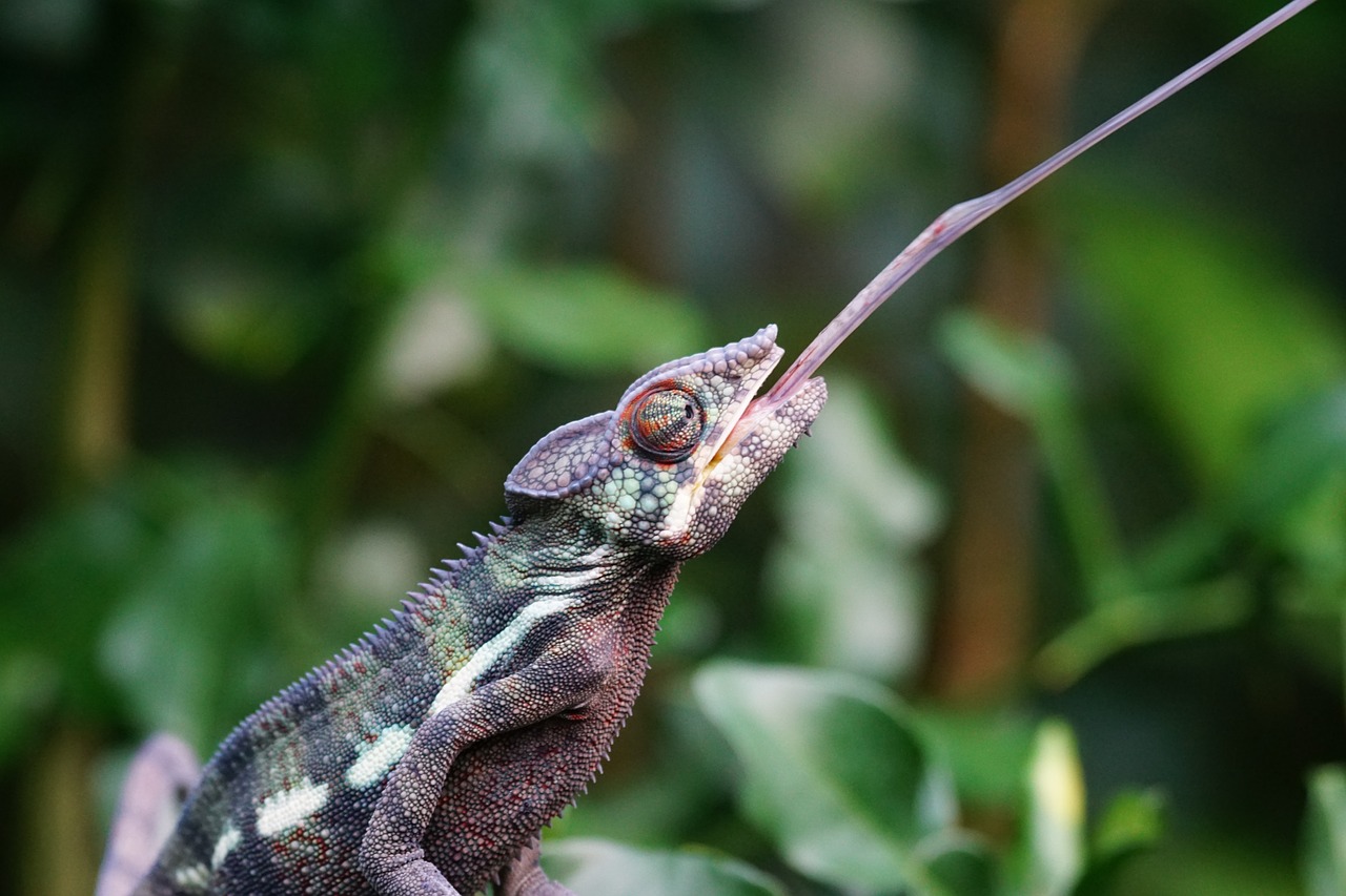 chameleon panther chameleon schuppenkriechtier free photo