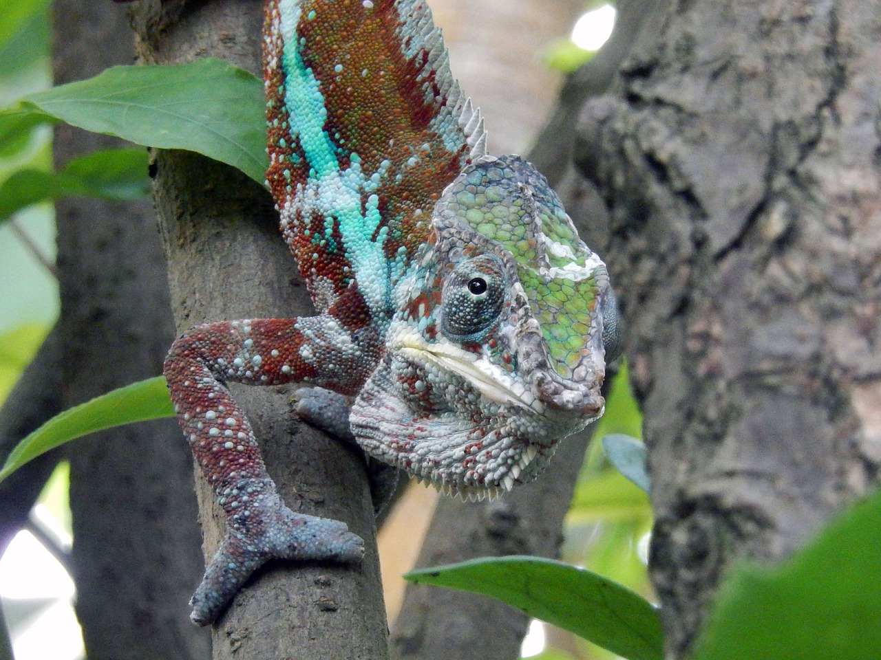 chameleon animals reptile free photo