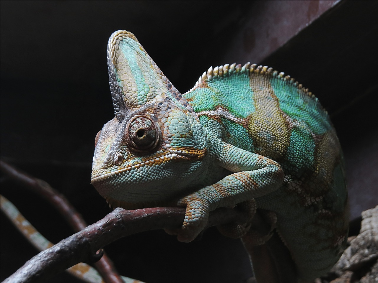 chameleon gad the lizard free photo