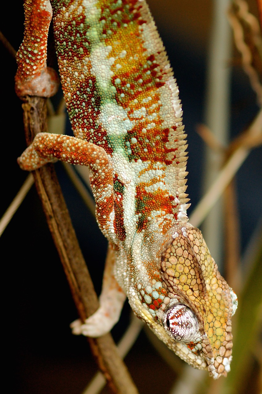 chameleon lizard animal world free photo
