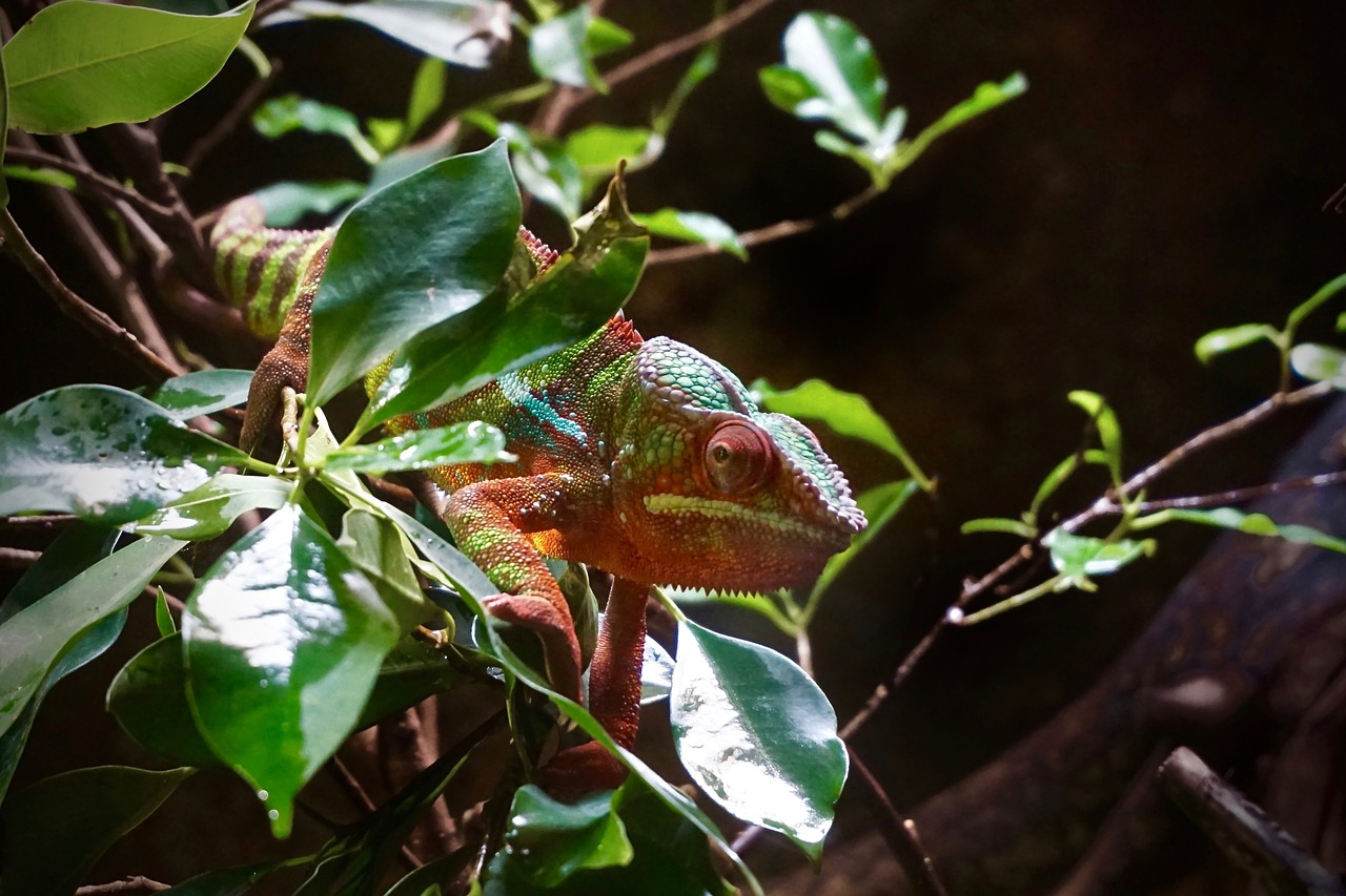 chameleon animal close free photo