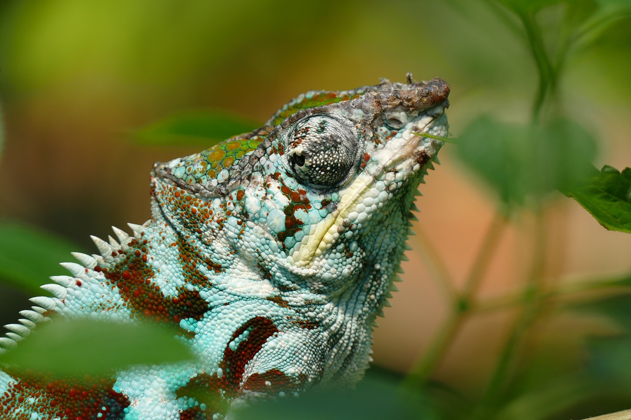 chameleon reptile lizard free photo