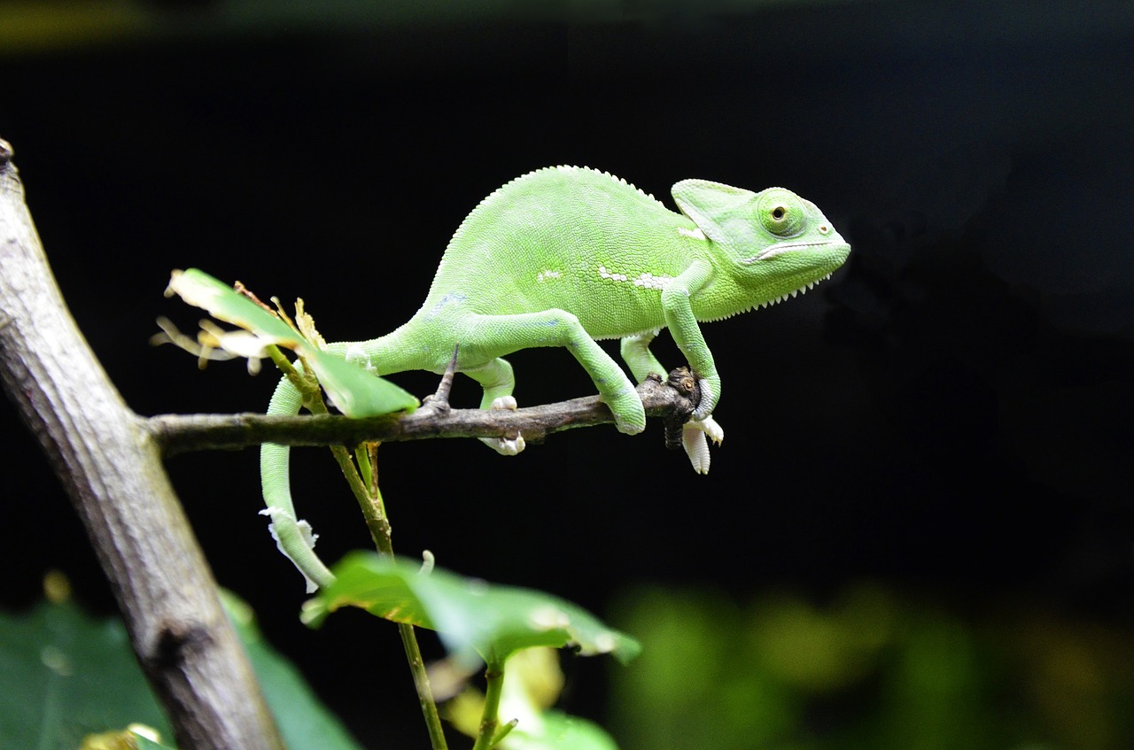 chameleon scales lizards iguana free photo