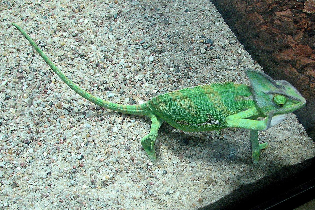chameleon close up exotic free photo