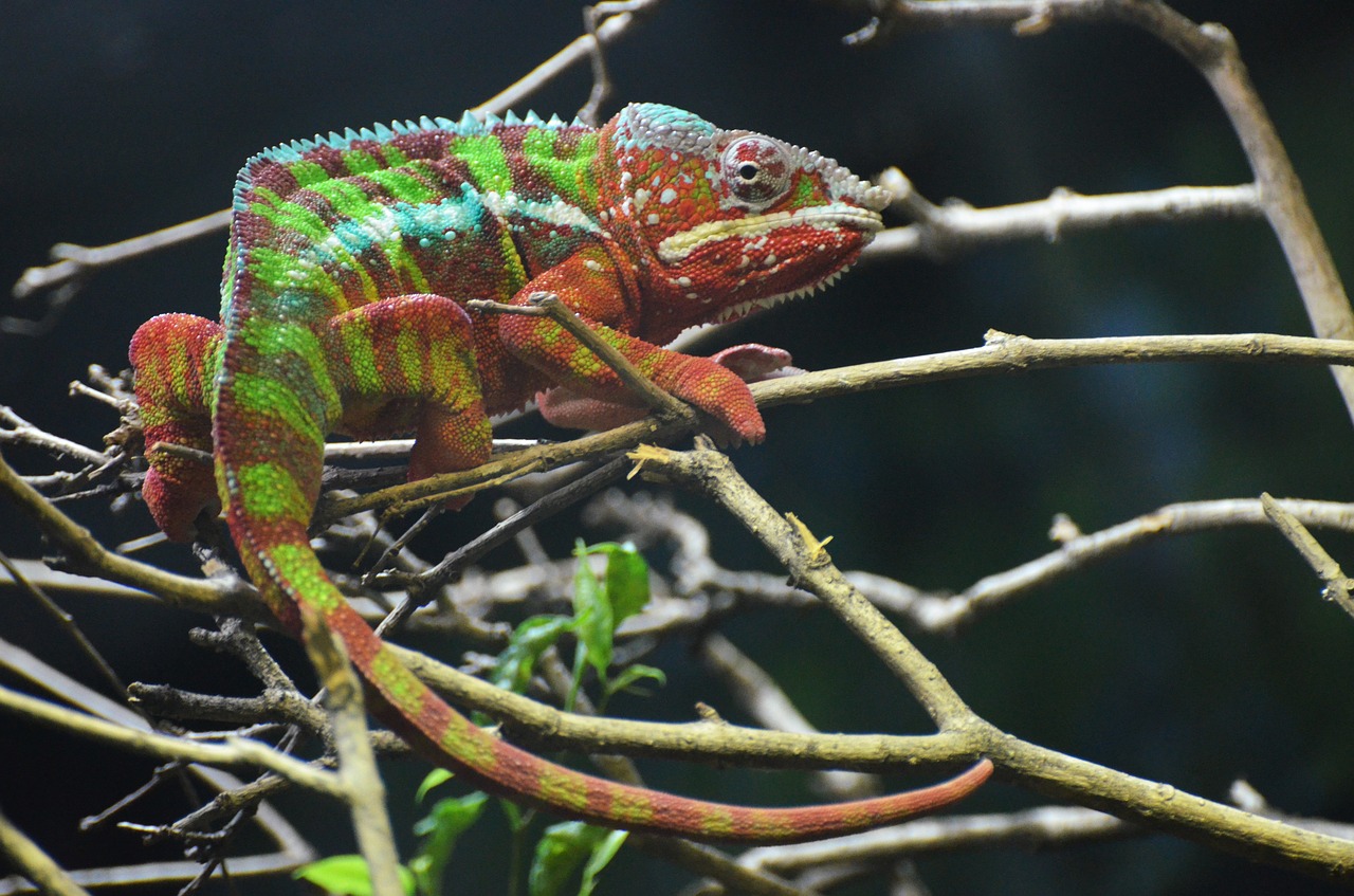 chameleon vivarium colors free photo