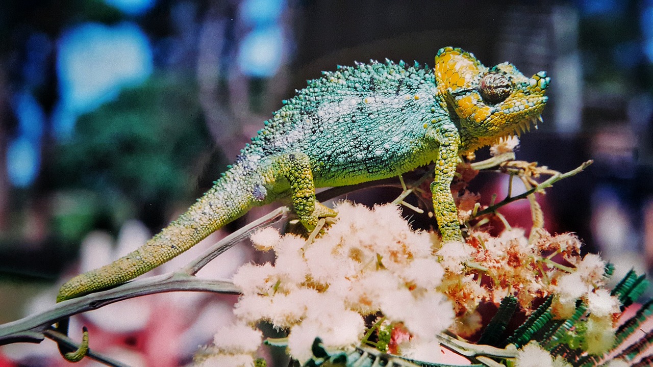 chameleon animal colorful free photo