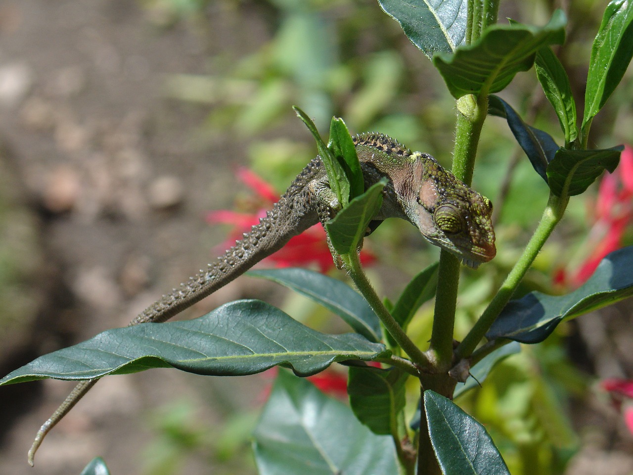 chameleon plant nature free photo