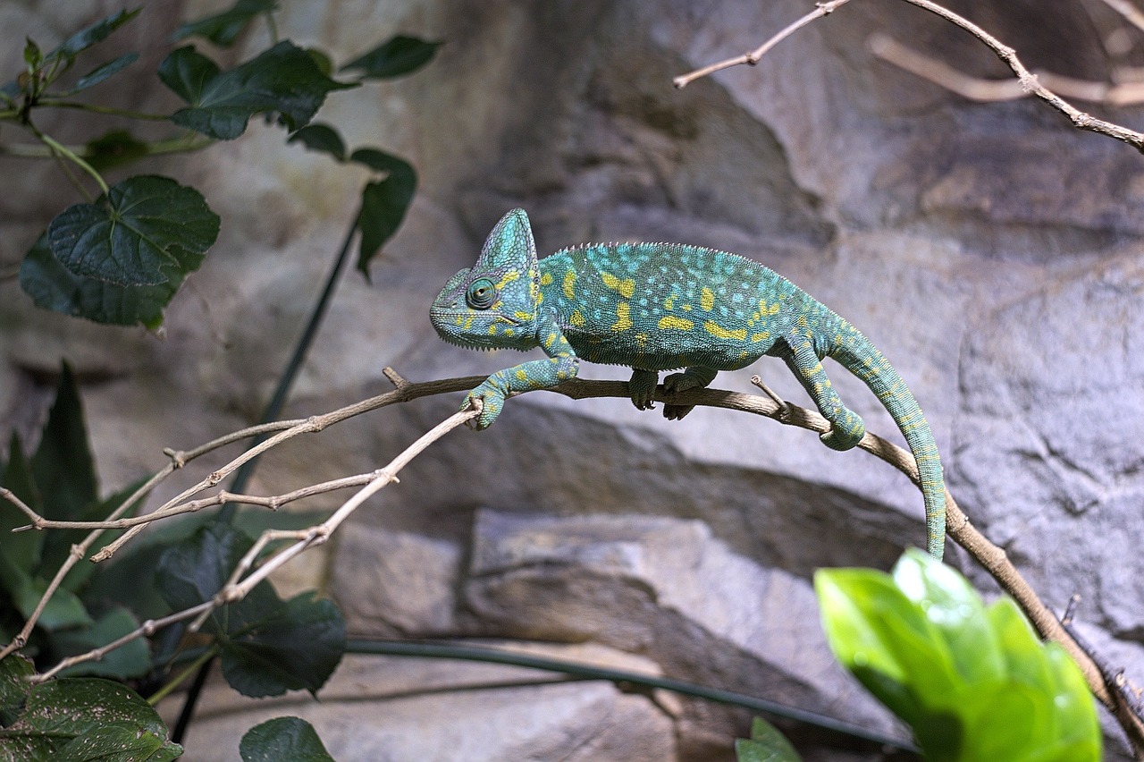 chameleon zoo reptile free photo