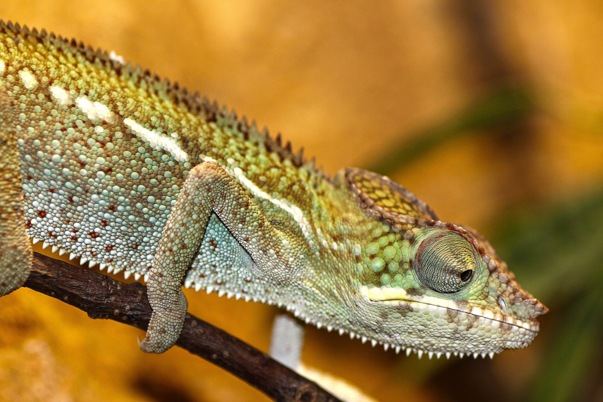 chameleon warty reptile free photo