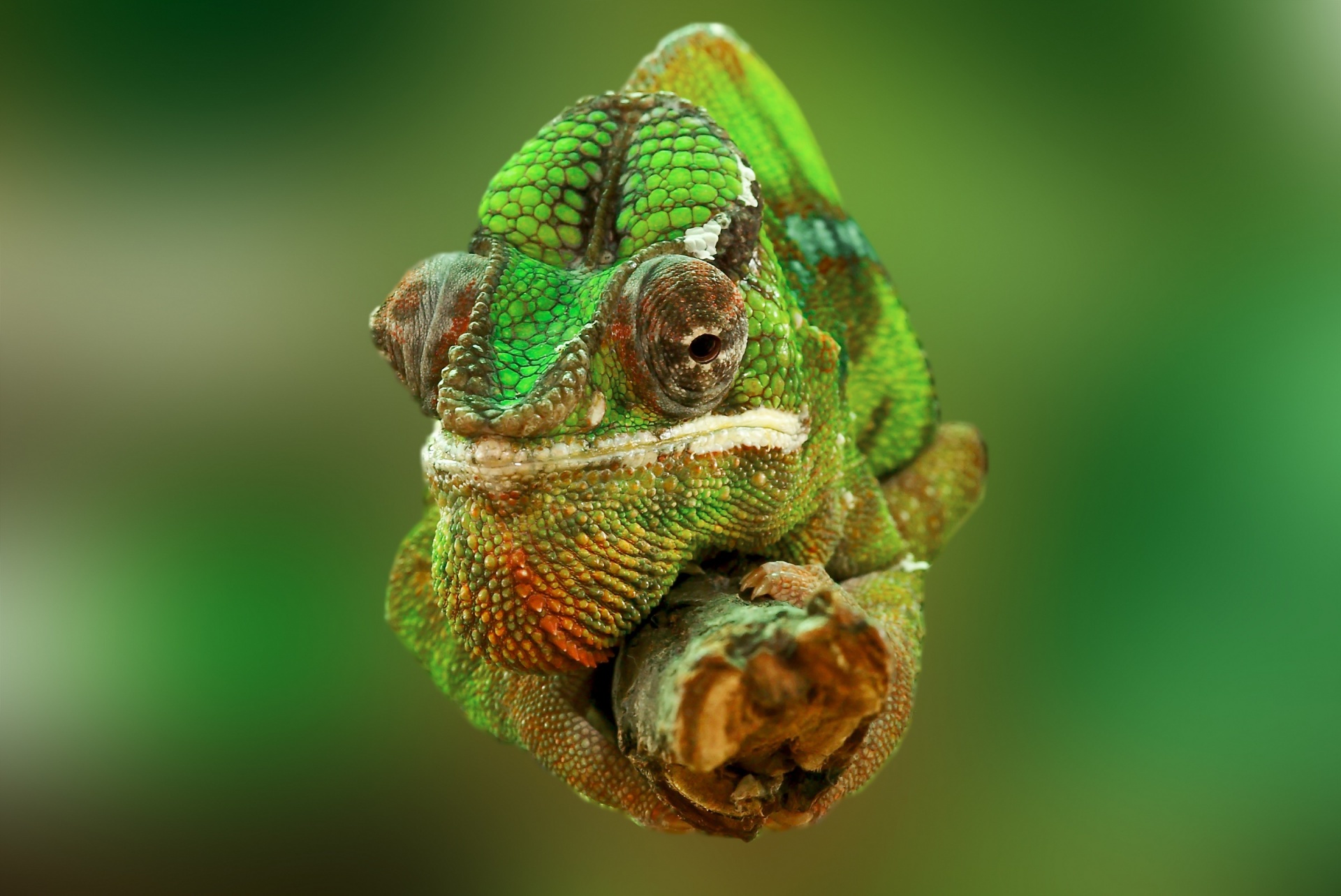 chameleon warty reptile free photo