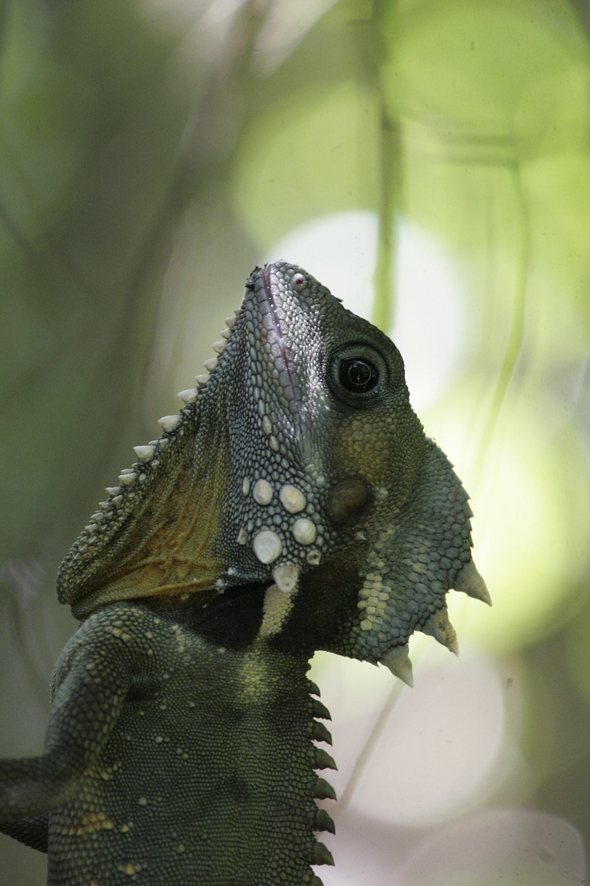 chameleon animal australia free photo