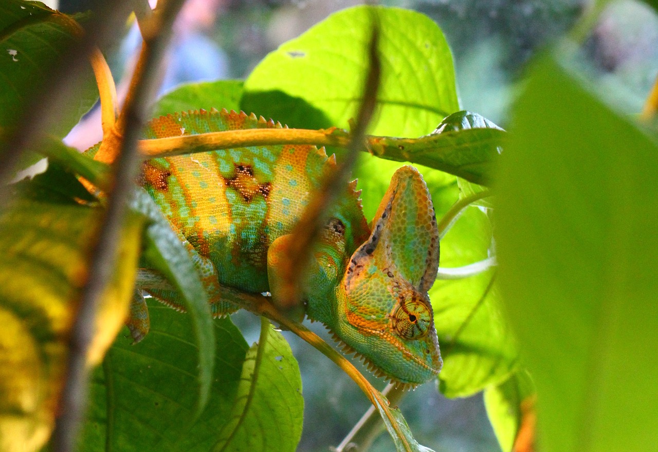 chameleon animal natural free photo