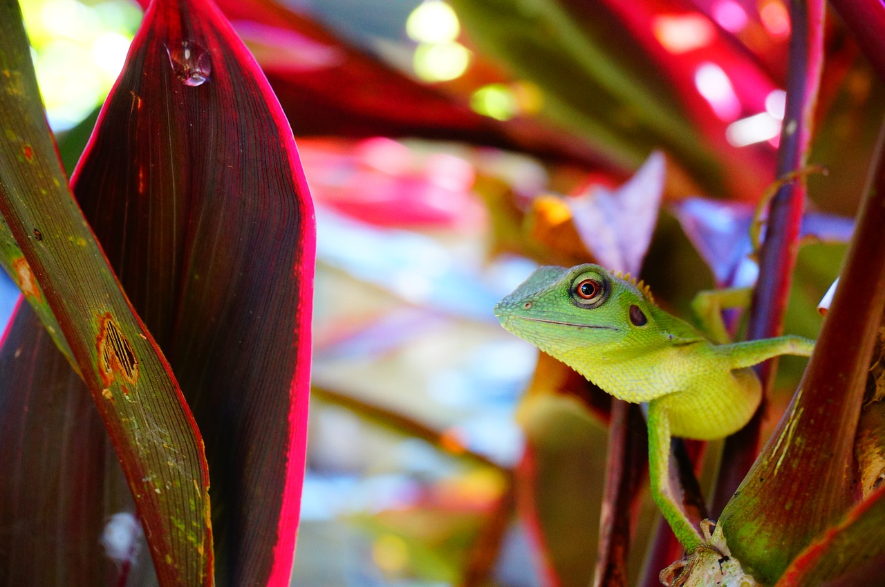 chameleon lizard reptile free photo