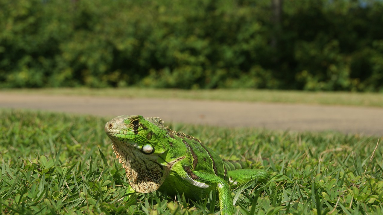 chameleon iguana bug free photo