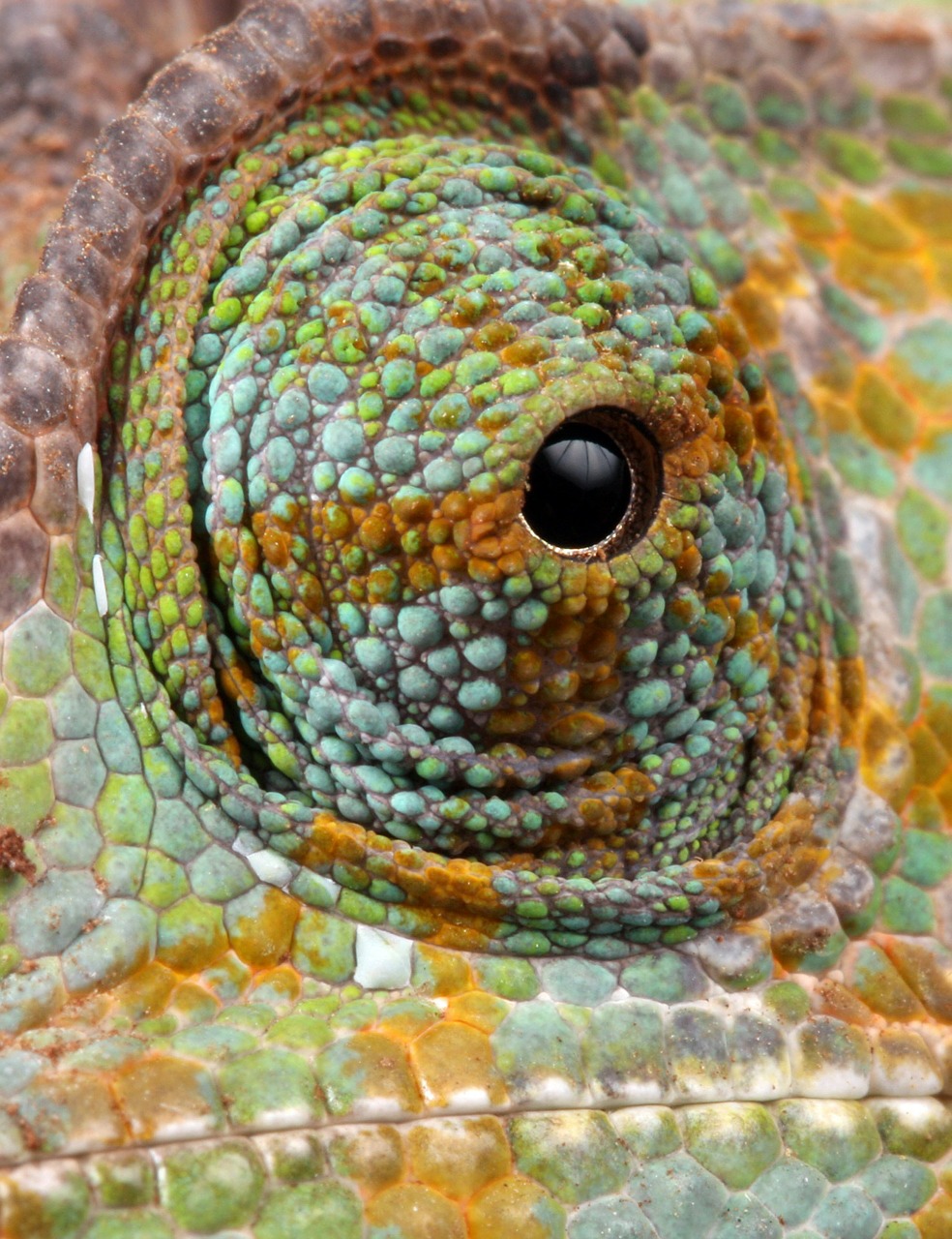 chameleon eye details free photo