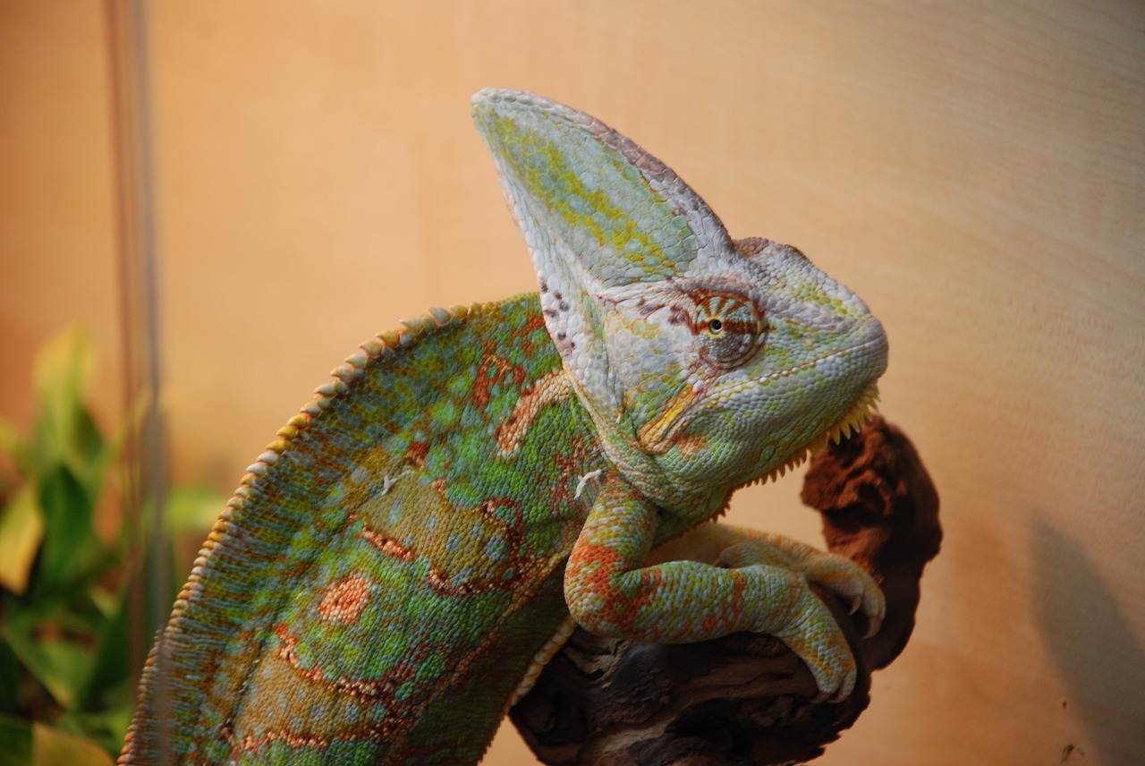 chameleon exot reptile free photo