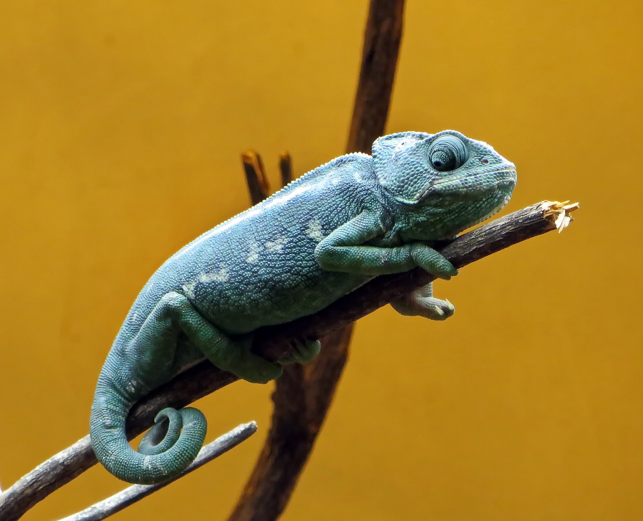 chameleon reptile dinosaur free photo