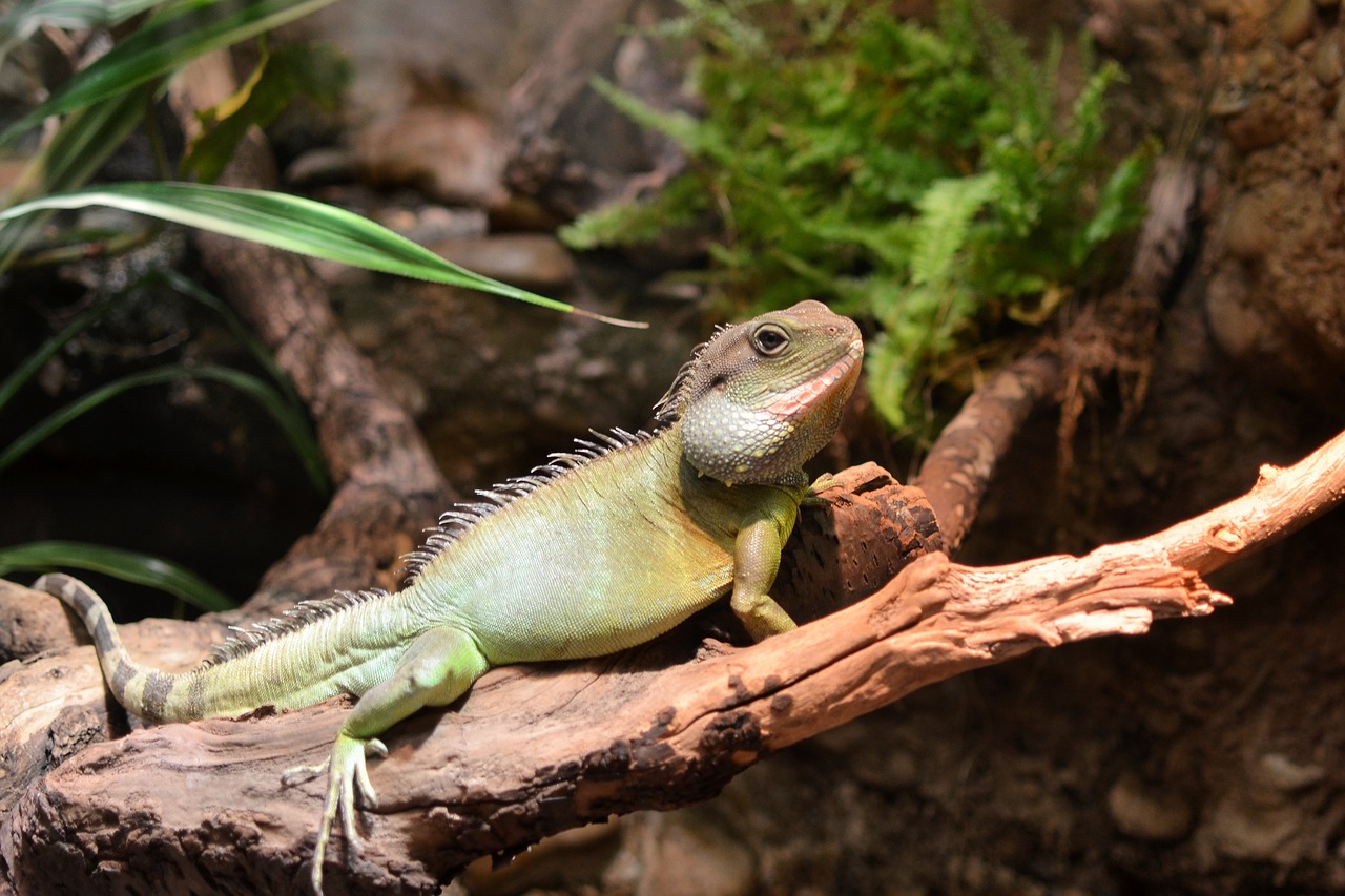 chameleon animal wildlife free photo