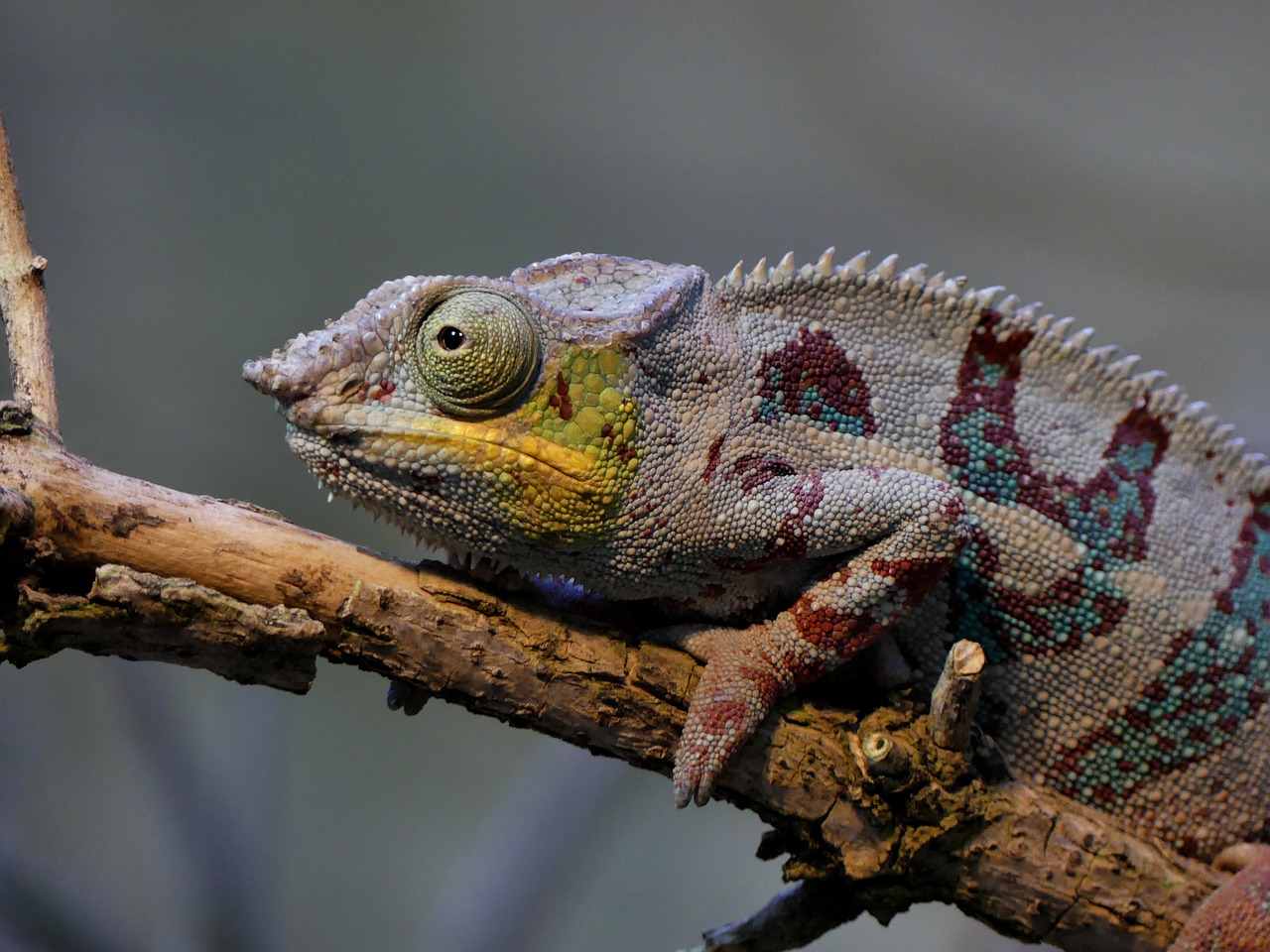 chameleon animal lizard free photo