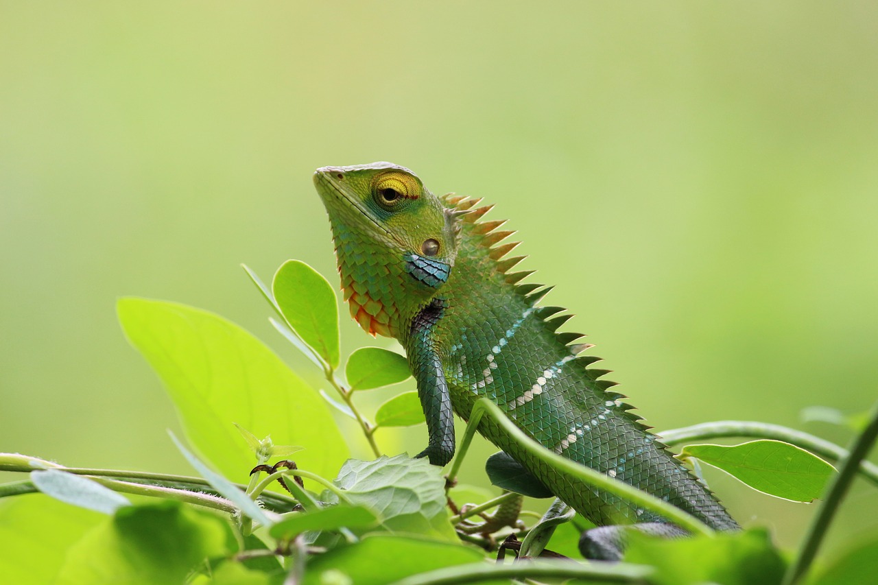 chameleon wild nature free photo