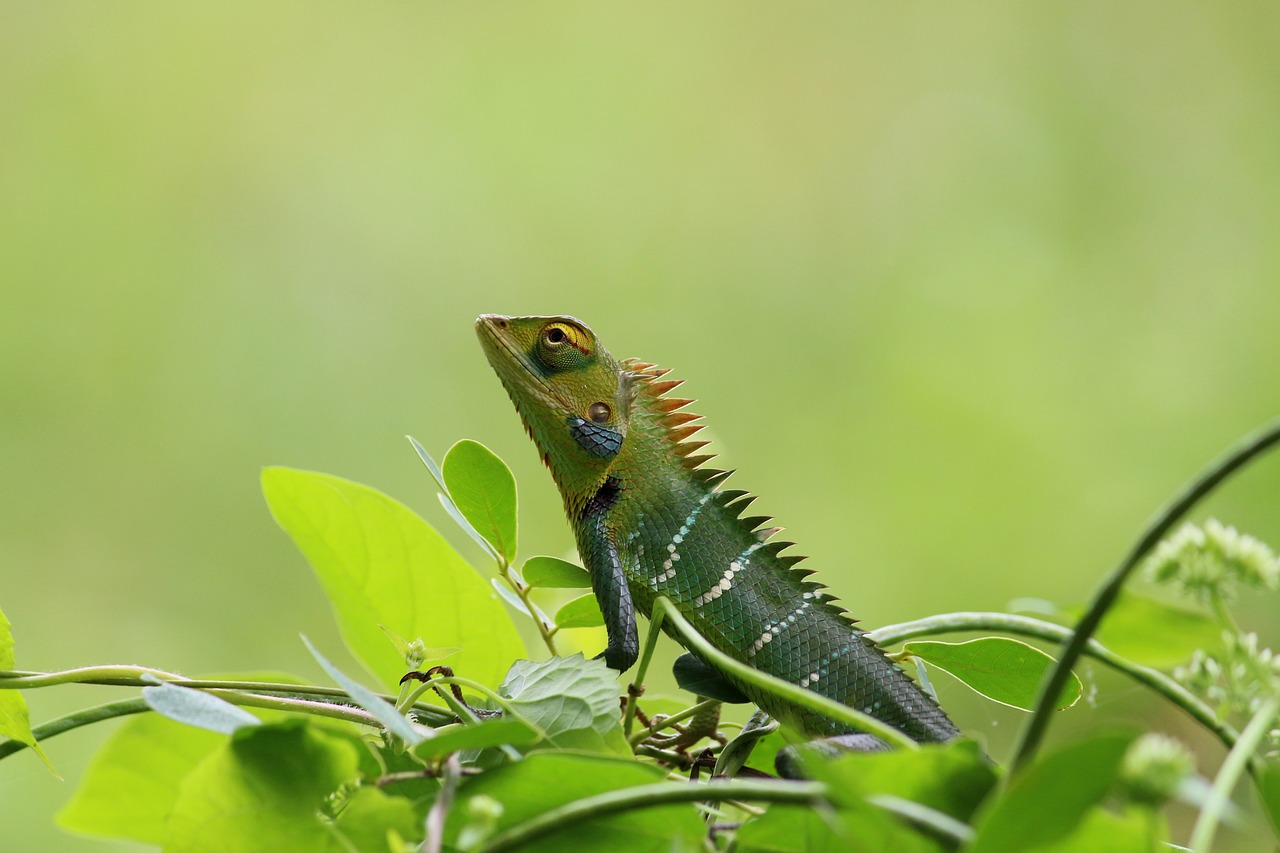 chameleon wild nature free photo