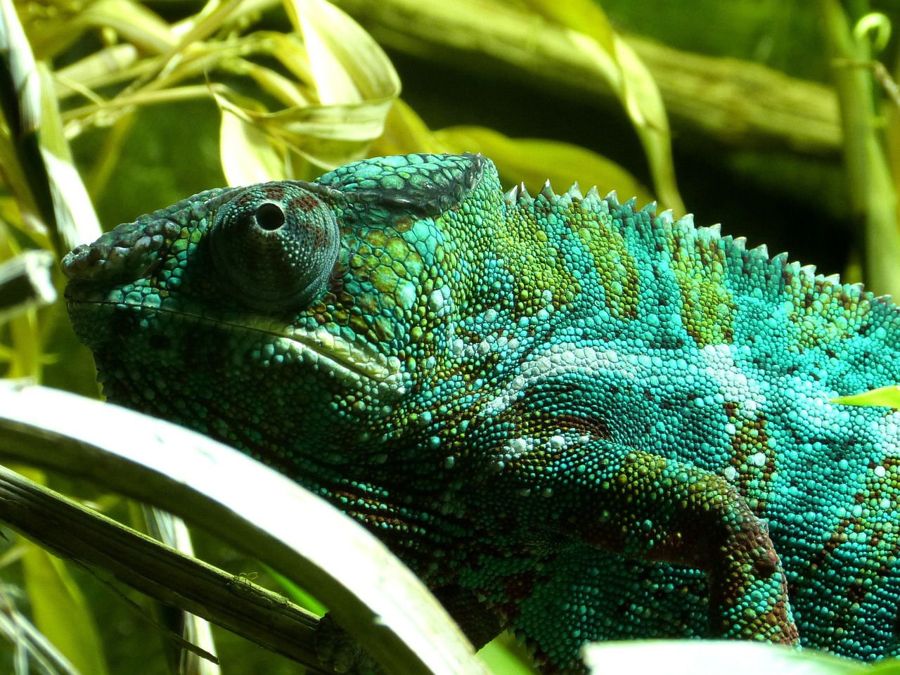 chameleon reptile lizard free photo