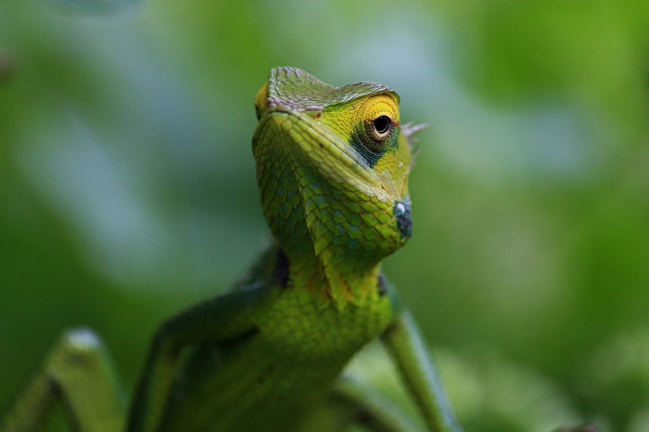 chameleon animal wild free photo