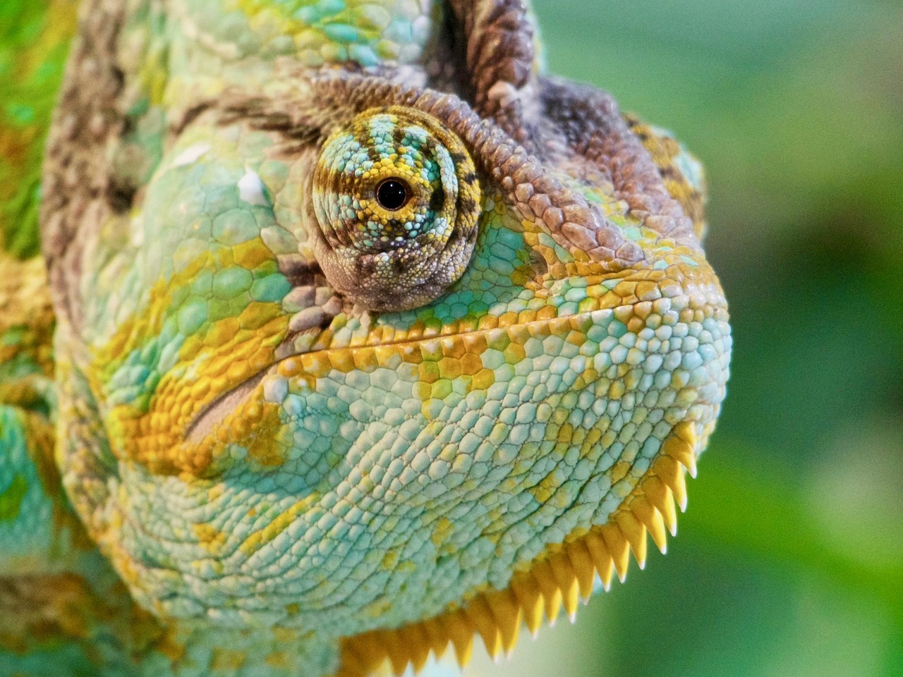 chameleon colour colour change free photo