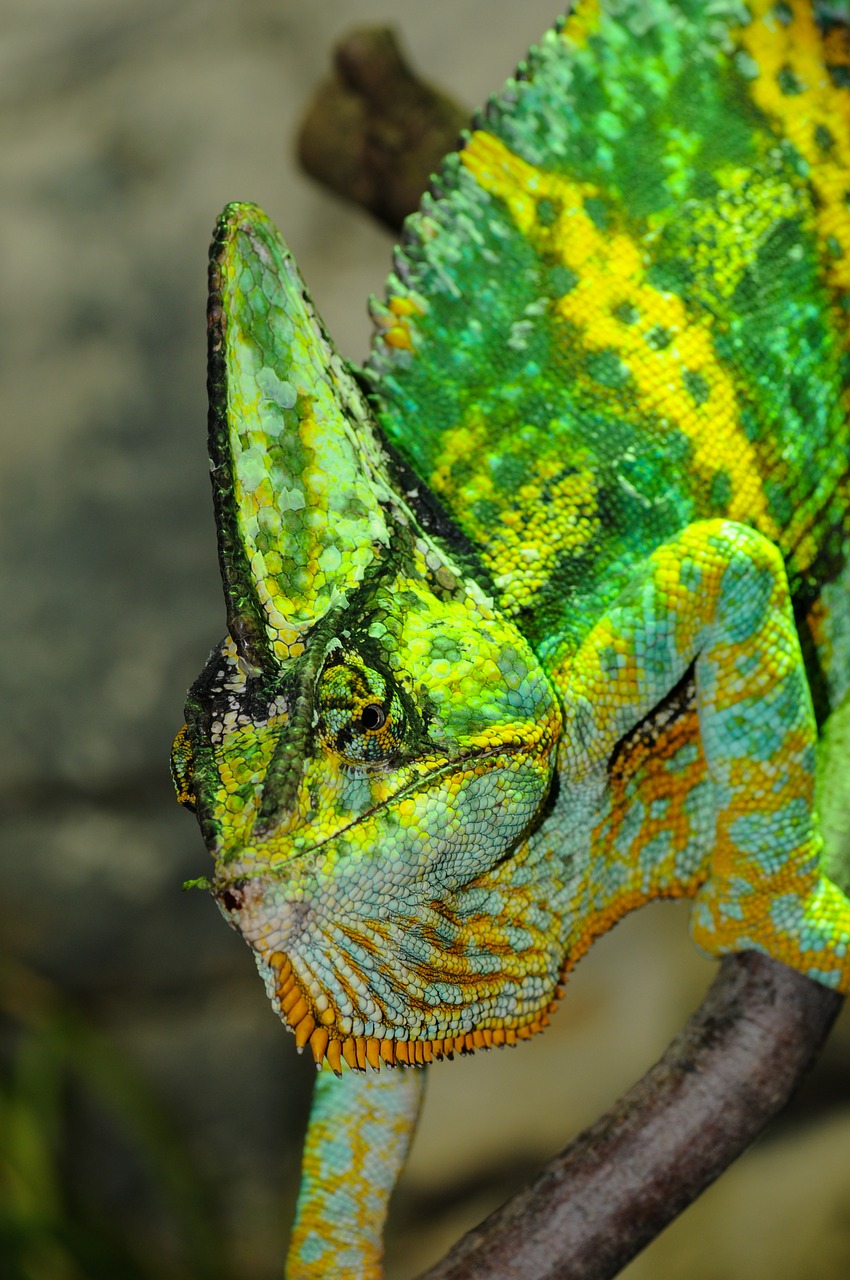 chameleon reptile iguana like free photo