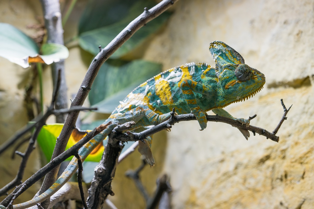 chameleon animal camouflage free photo