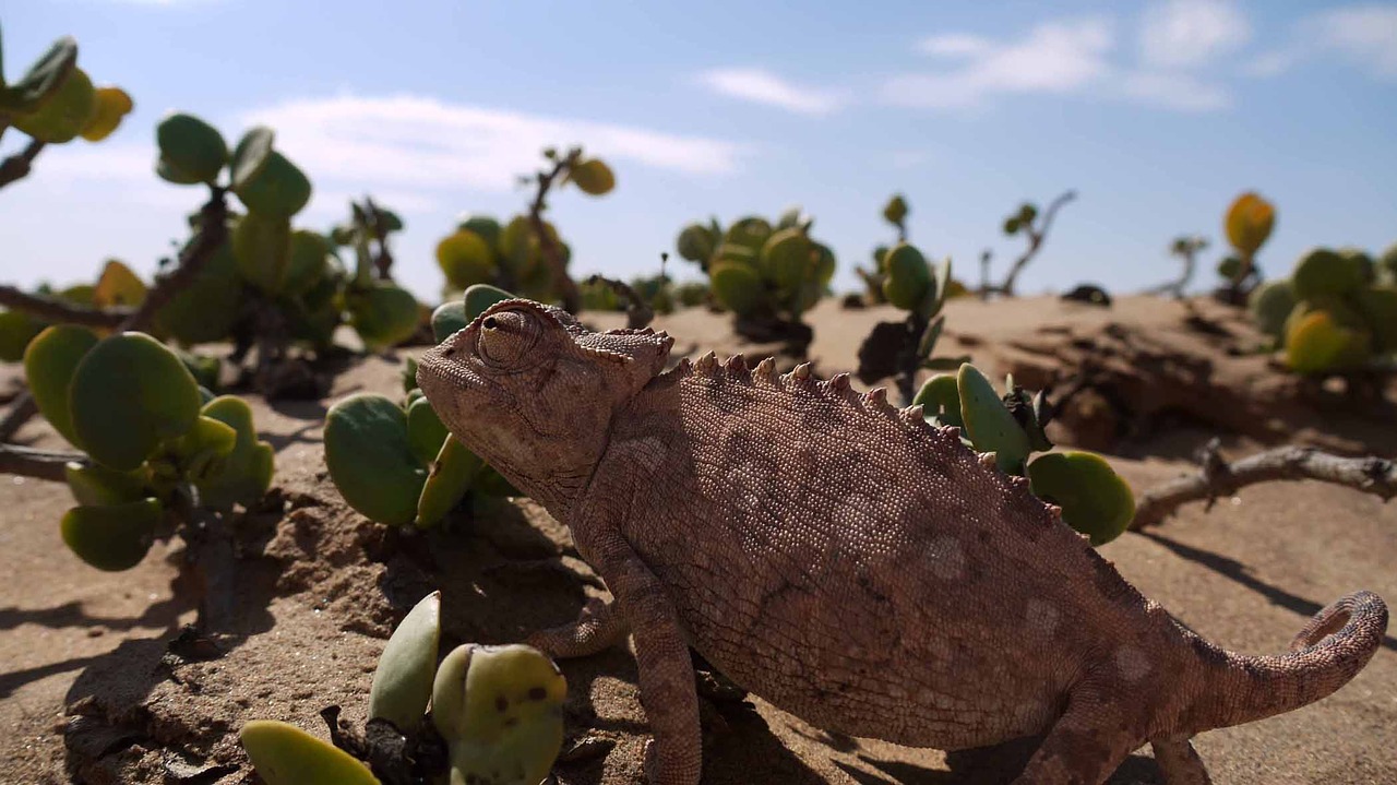 chameleon desert namib free photo