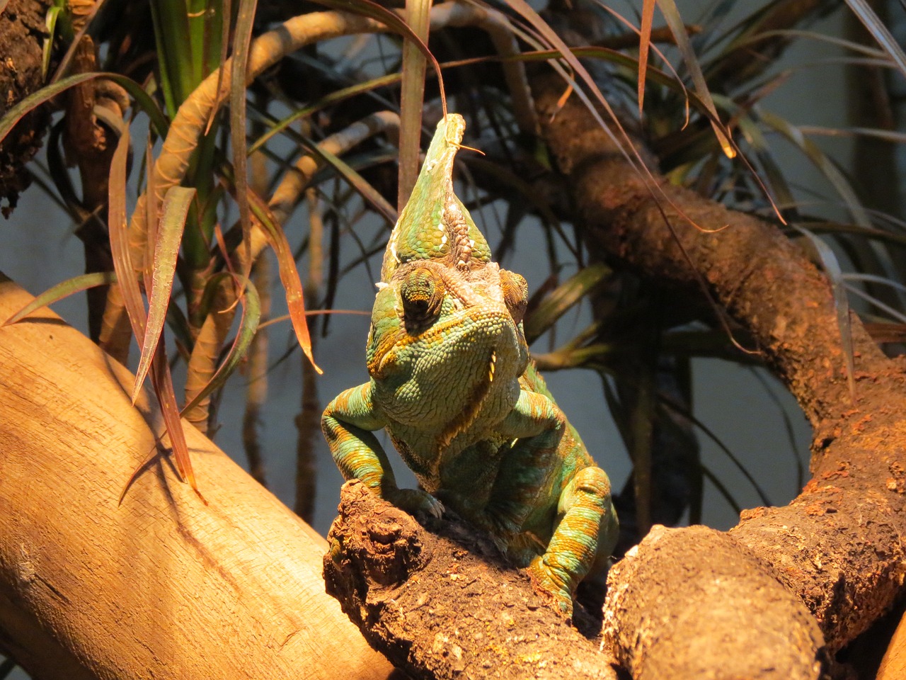 chameleon reptile zoo free photo