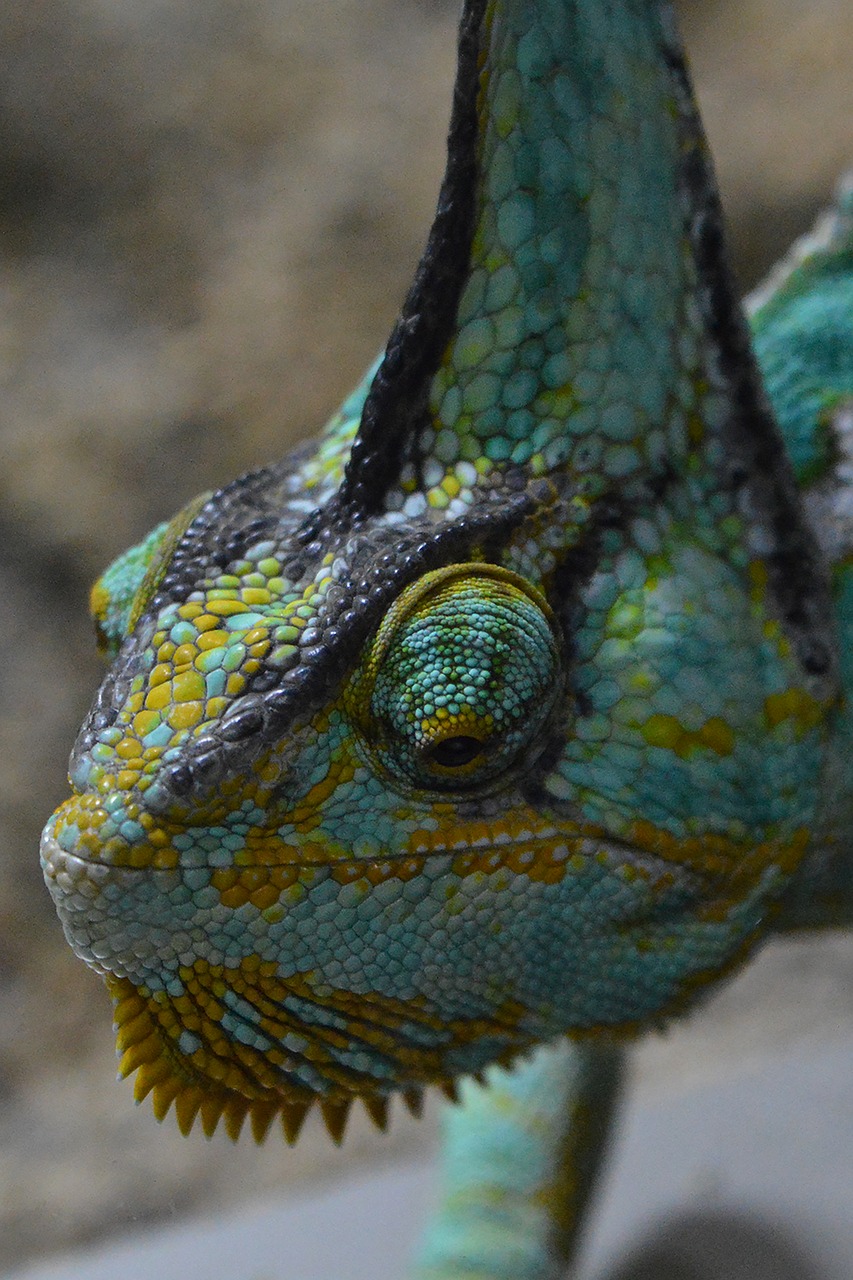 chameleon helmkameleon lizard free photo