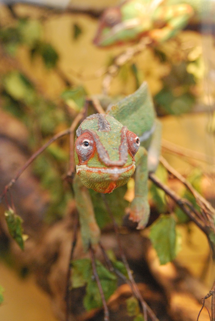 chameleon animal green free photo