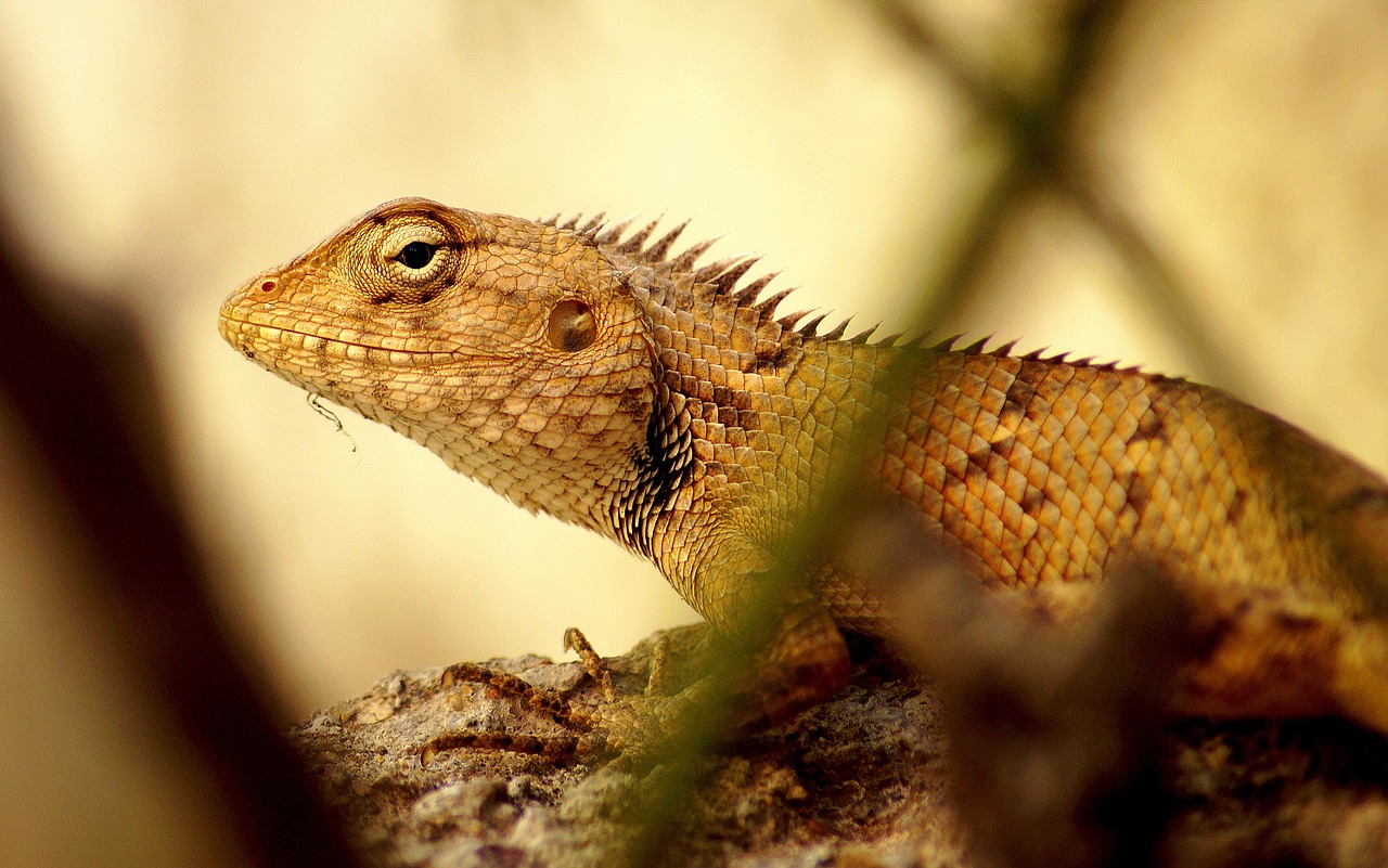 chameleon yellow sun free photo