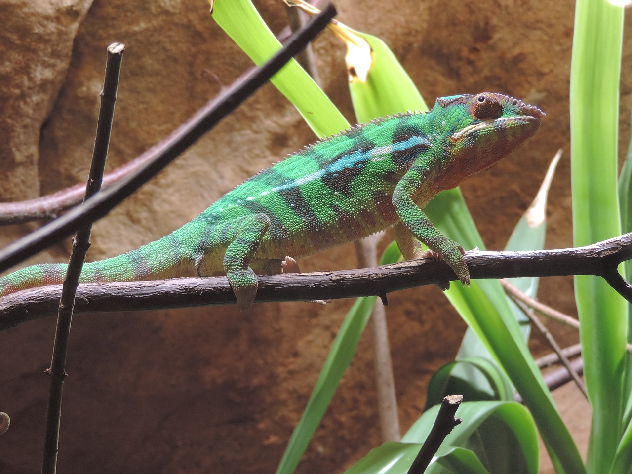 chameleon color animal free photo