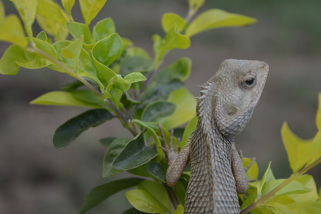 chameleon nature life wildlife free photo