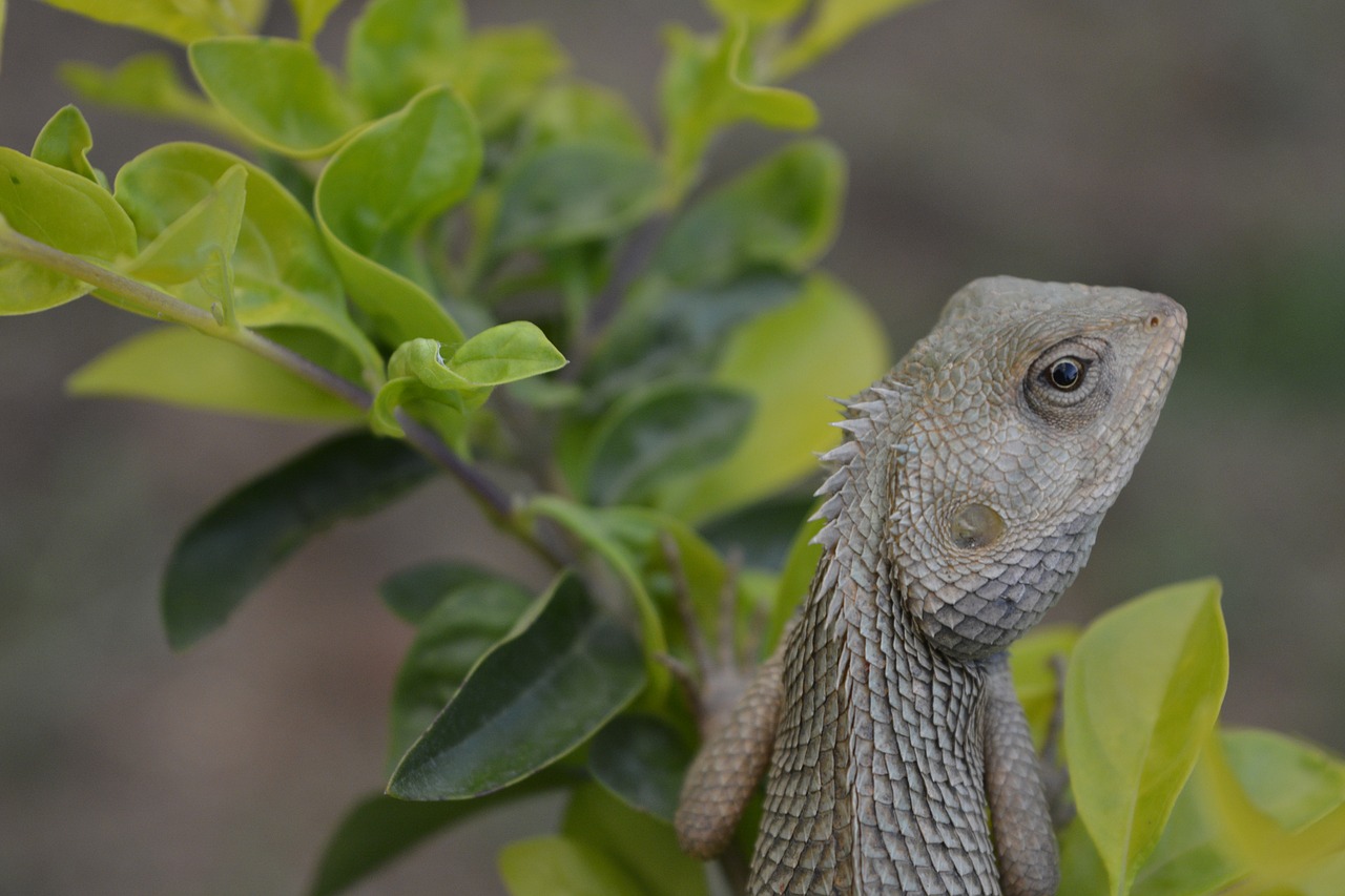 chameleon nature life wildlife free photo