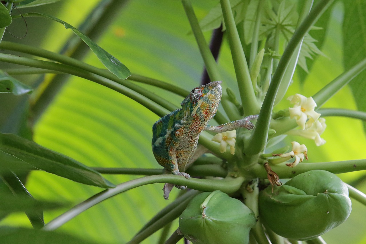 chameleon green reptile free photo