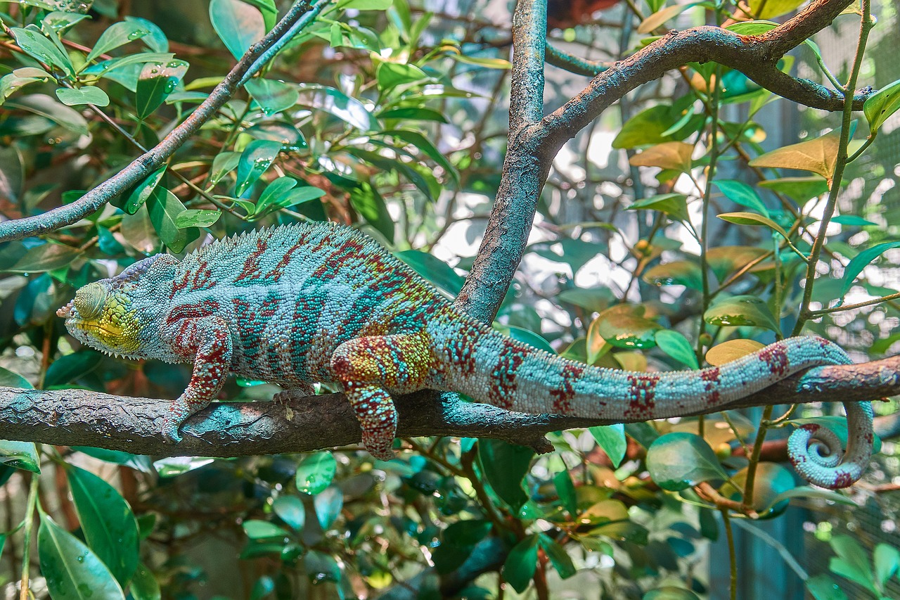 chameleon camouflage exotic free photo