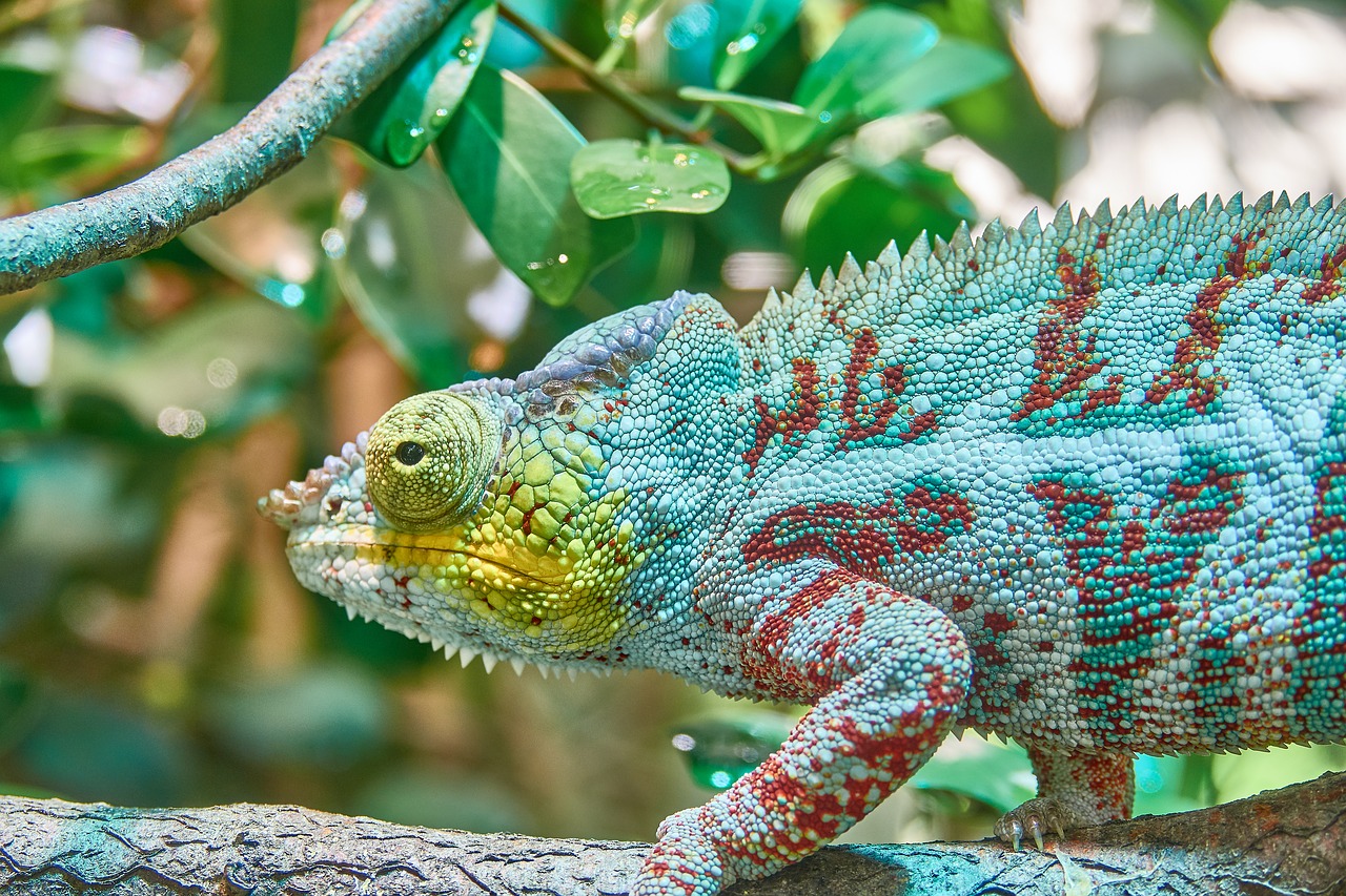chameleon camouflage exotic free photo