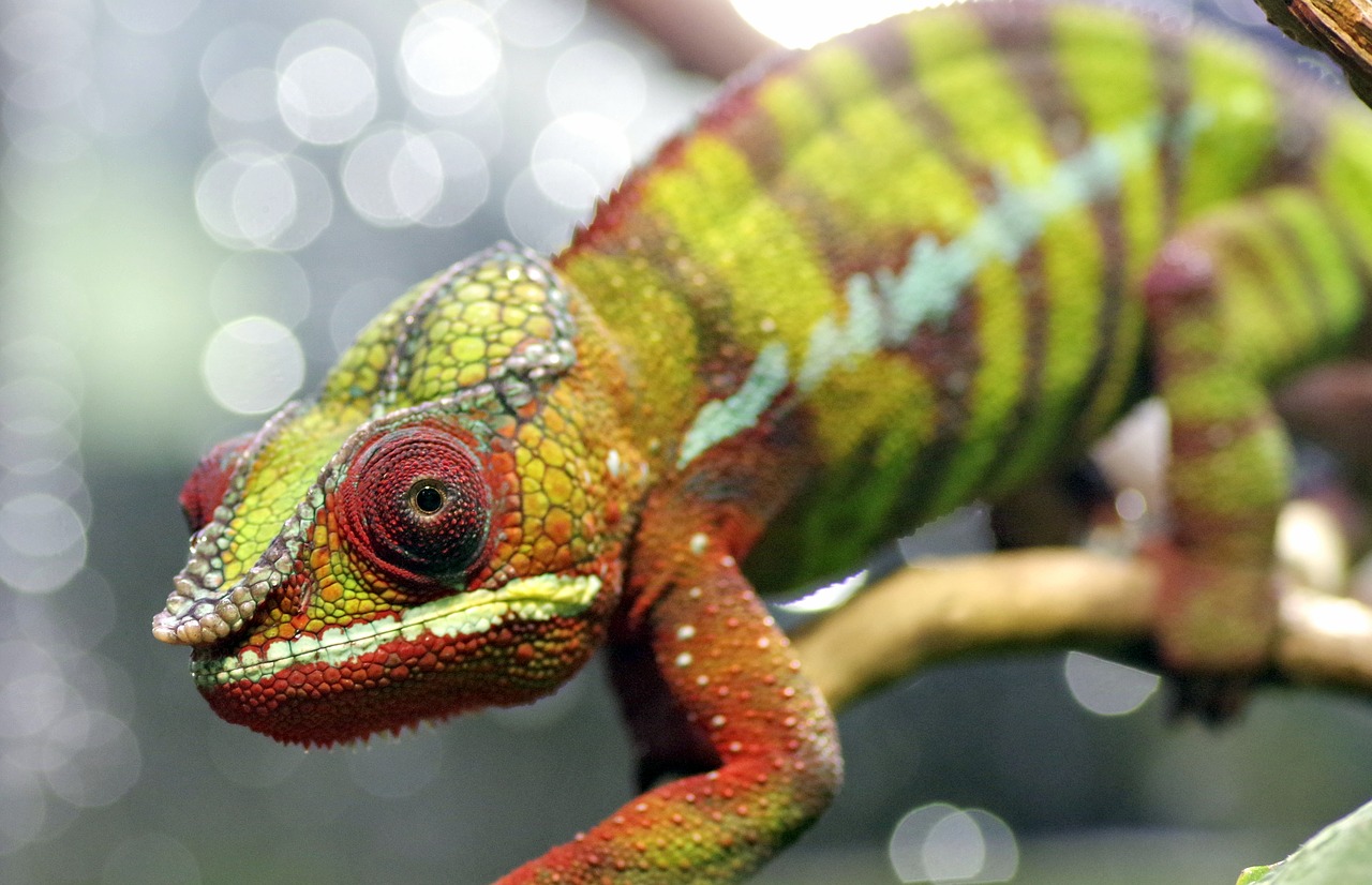 chameleon gad the lizard free photo