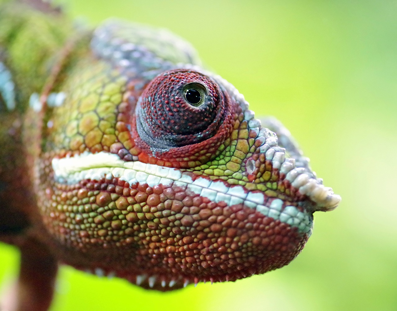 chameleon gad the lizard free photo