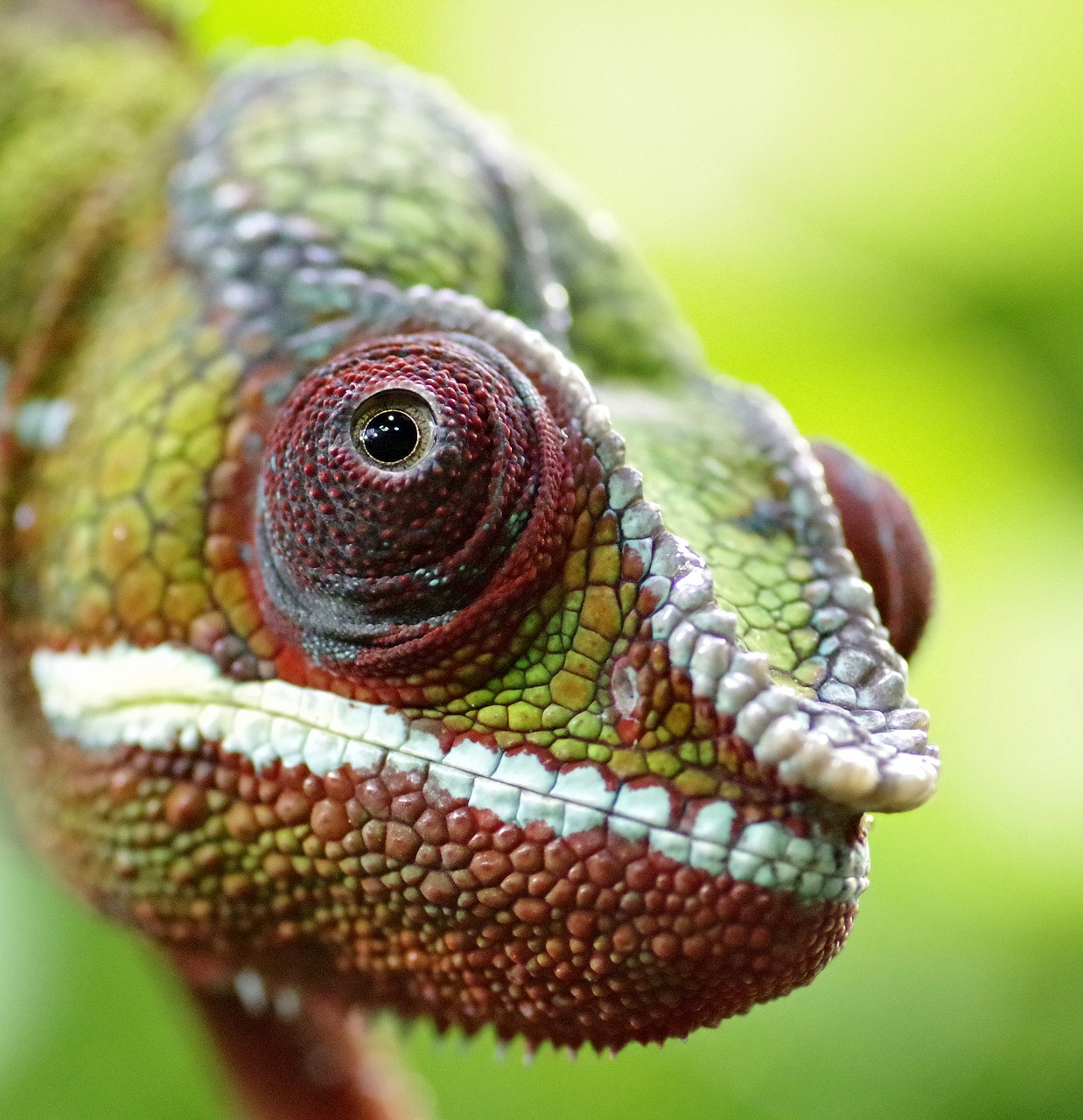 chameleon the head of the the lizard free photo