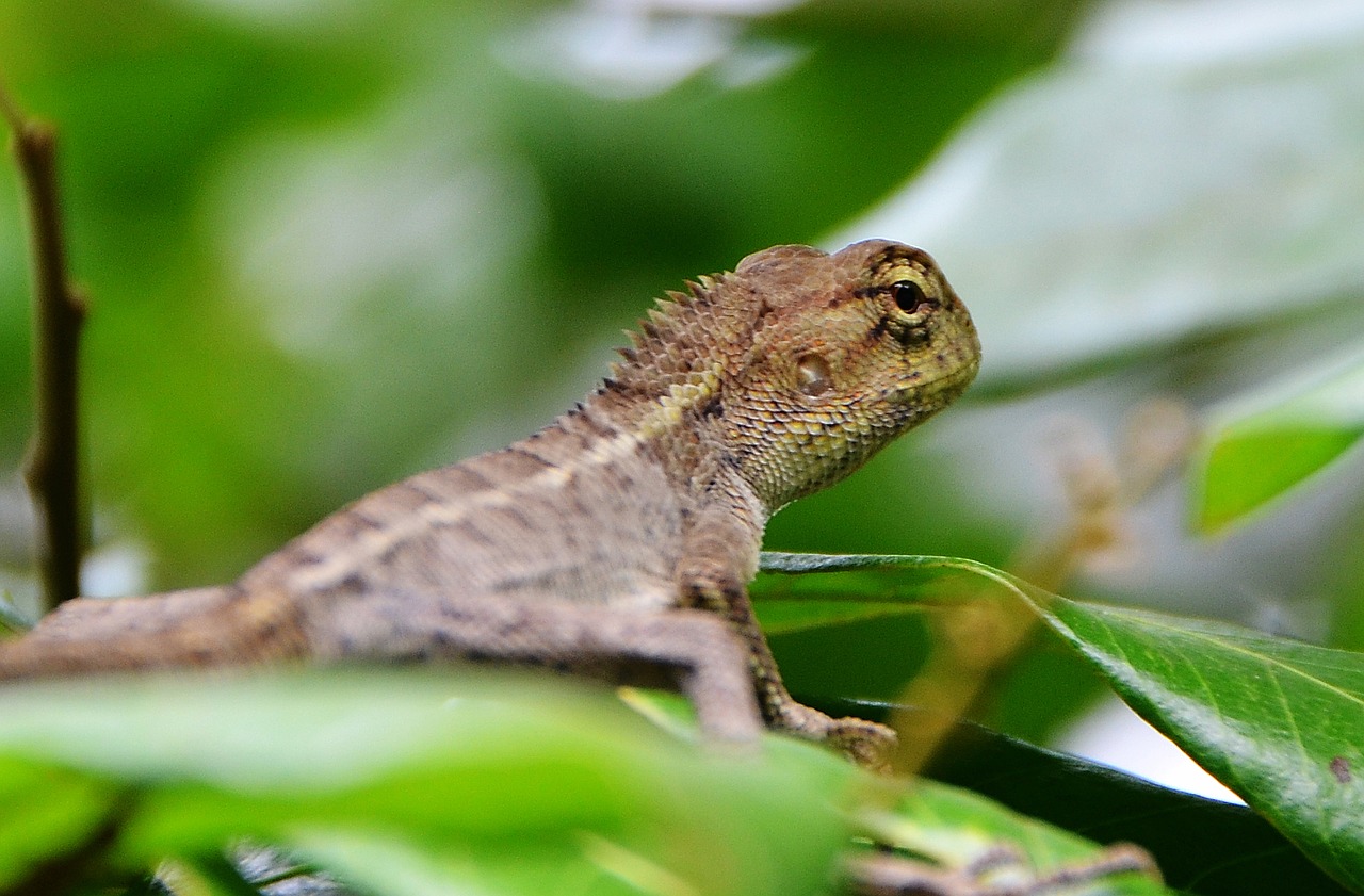 chameleon the leaves lizard free photo