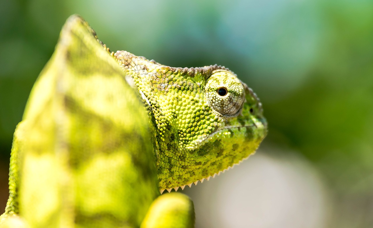 chameleon africa reptile free photo